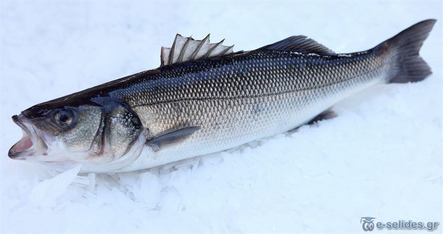 Πατήστε για να δείτε την φωτογραφία σε κανονικό μέγεθος