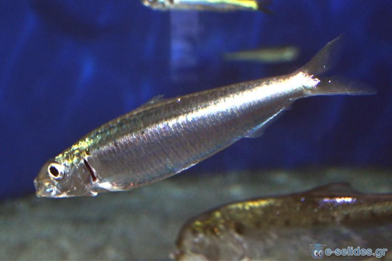 Πατήστε για να δείτε την φωτογραφία σε κανονικό μέγεθος