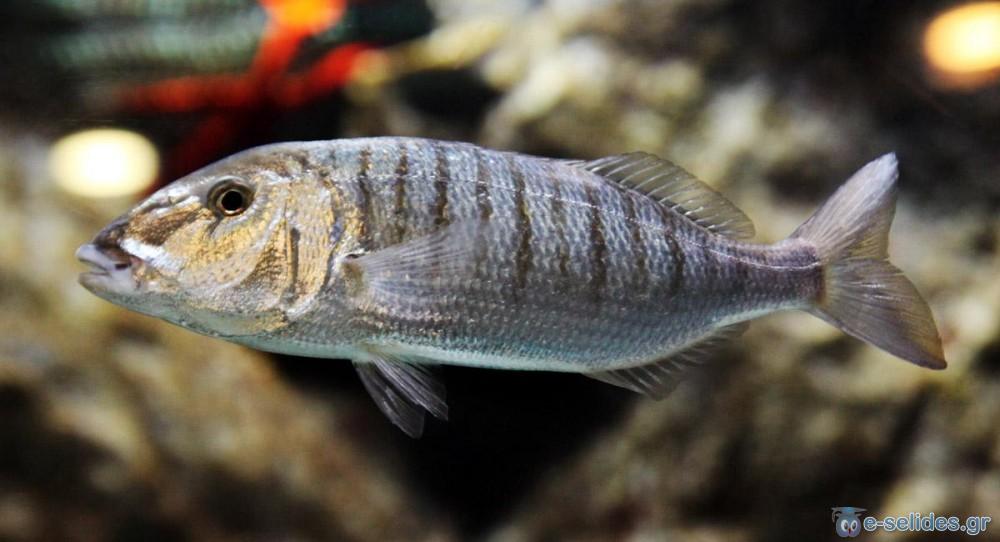 Πατήστε για να δείτε την φωτογραφία σε κανονικό μέγεθος