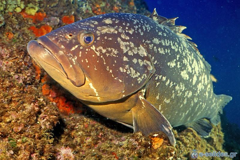 Πατήστε για να δείτε την φωτογραφία σε κανονικό μέγεθος