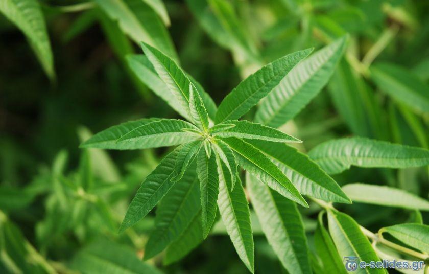 Πατήστε για να δείτε την φωτογραφία σε κανονικό μέγεθος