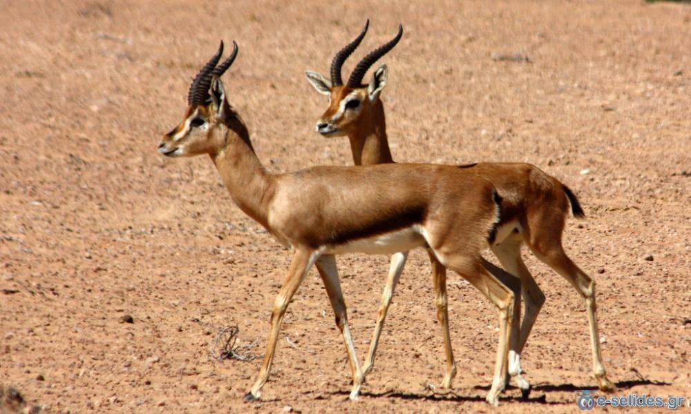 Πατήστε για να δείτε την φωτογραφία σε κανονικό μέγεθος