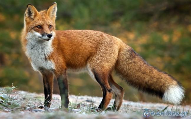 Πατήστε για να δείτε την φωτογραφία σε κανονικό μέγεθος