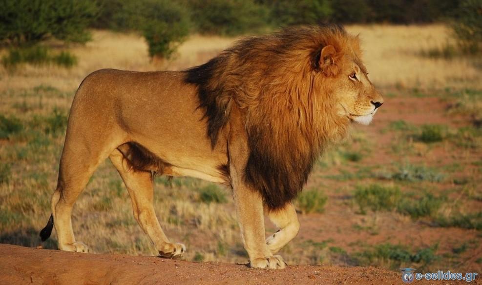 Πατήστε για να δείτε την φωτογραφία σε κανονικό μέγεθος