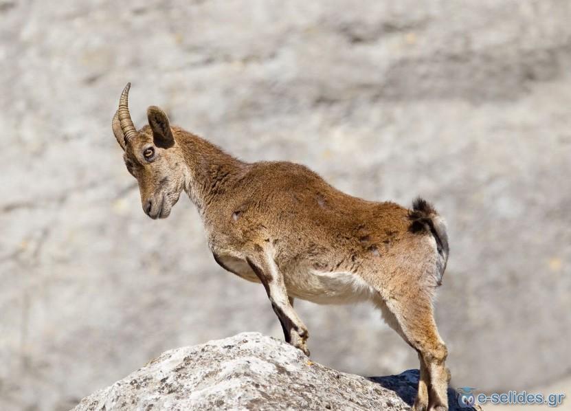 Πατήστε για να δείτε την φωτογραφία σε κανονικό μέγεθος
