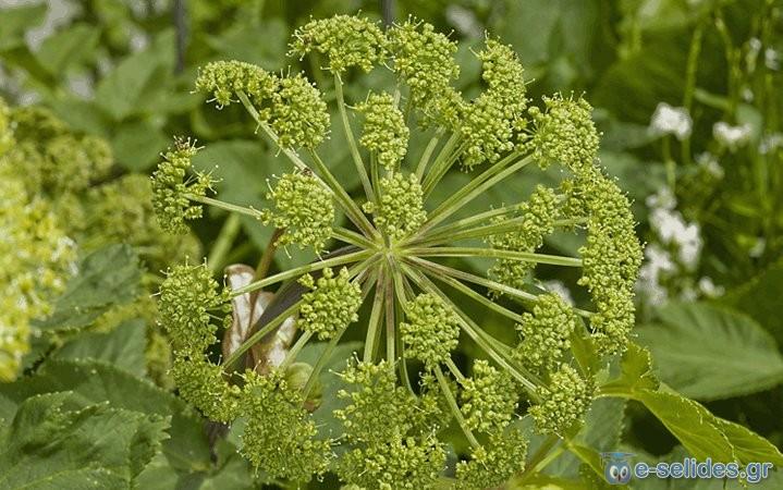 Πατήστε για να δείτε την φωτογραφία σε κανονικό μέγεθος